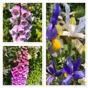 flower picture from garden of foxglove and iris